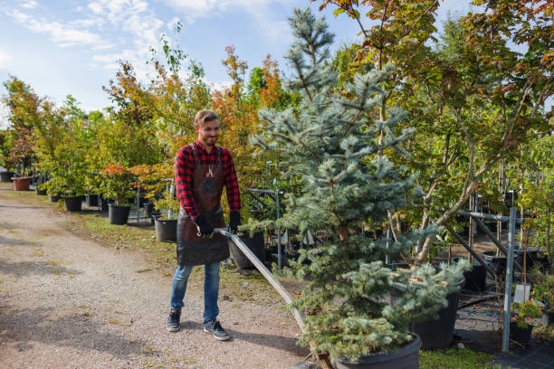 How Our Tree Care Process Works  in North Branch, MN